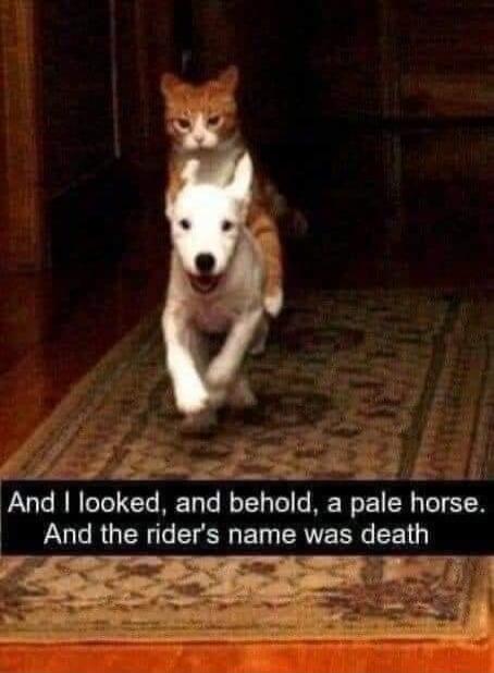 And I looked, and behold, a pale horse. And the rider's name was death