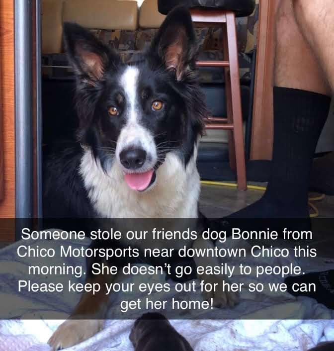 Someone stole our friends dog Bonnie from Chico Motorsports near downtown Chico this morning She doesnt go easily to people Please keep your eyes out for her so we can get her home