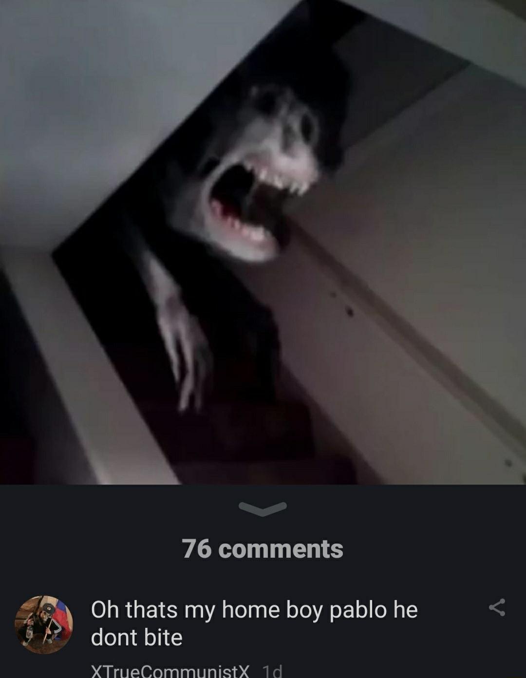 Wy 76 comments Oh thats my home boy pablo he S m dont bite XTriieCommunictX 1d