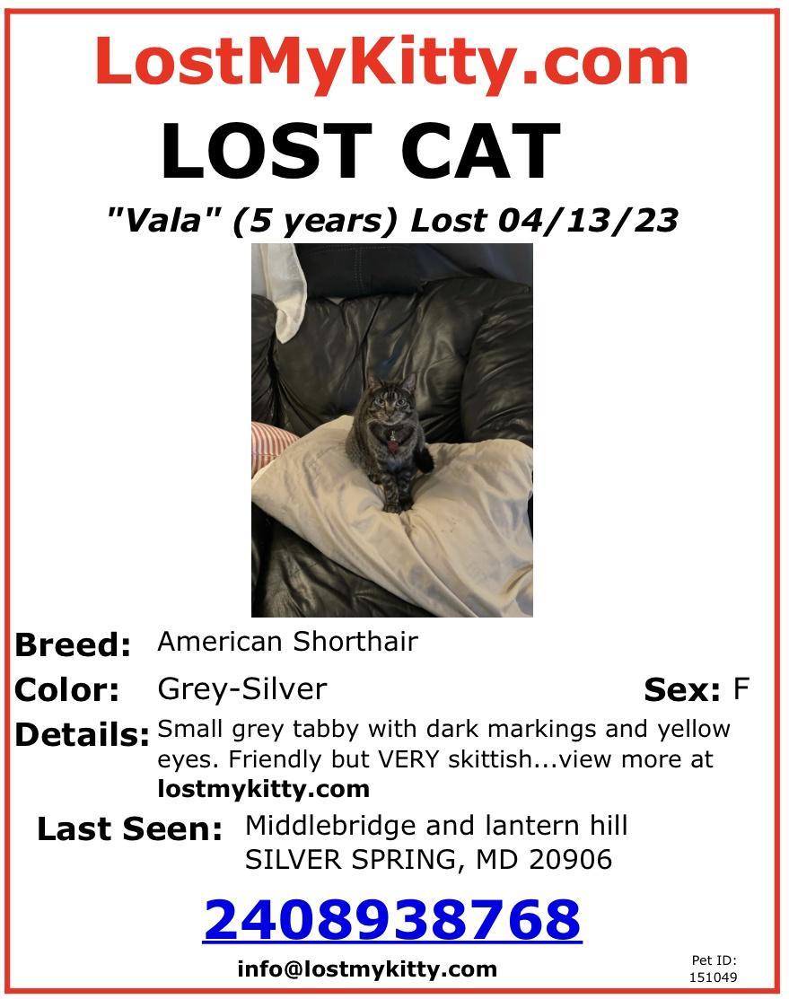 LostMyKittycom LOST CAT Vala 5 years Lost 041323 Breed American Shorthair Color Grey Silver Sex F Details Small grey tabby with dark markings and yellow eyes Friendly but VERY skittishview more at lostmykittycom Last Seen Middlebridge and lantern hill SILVER SPRING MD 20906 2408938768 infolostmykittycom i