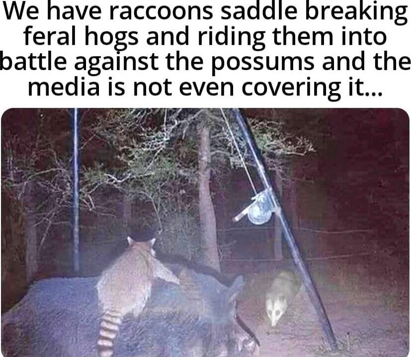 We have raccoons saddle breaking feral hogs and riding them into battle against the possums and the media is not even covering it...