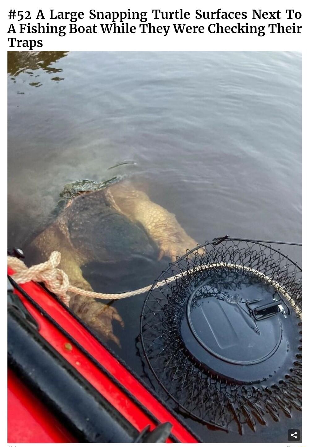 52 A Large Snapping Turtle Surfaces Next To A Fishing Boat While They Were Checking Their Traps
