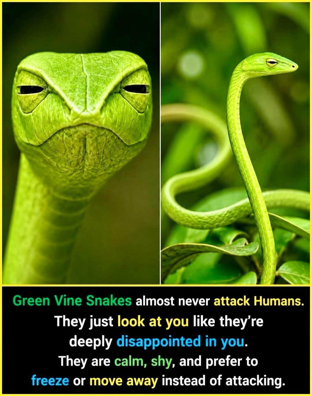 Green Vine Snakes almost never attack Humans. They just look at you like they're deeply disappointed in you. They are calm, shy, and prefer to freeze or move away instead of attacking.