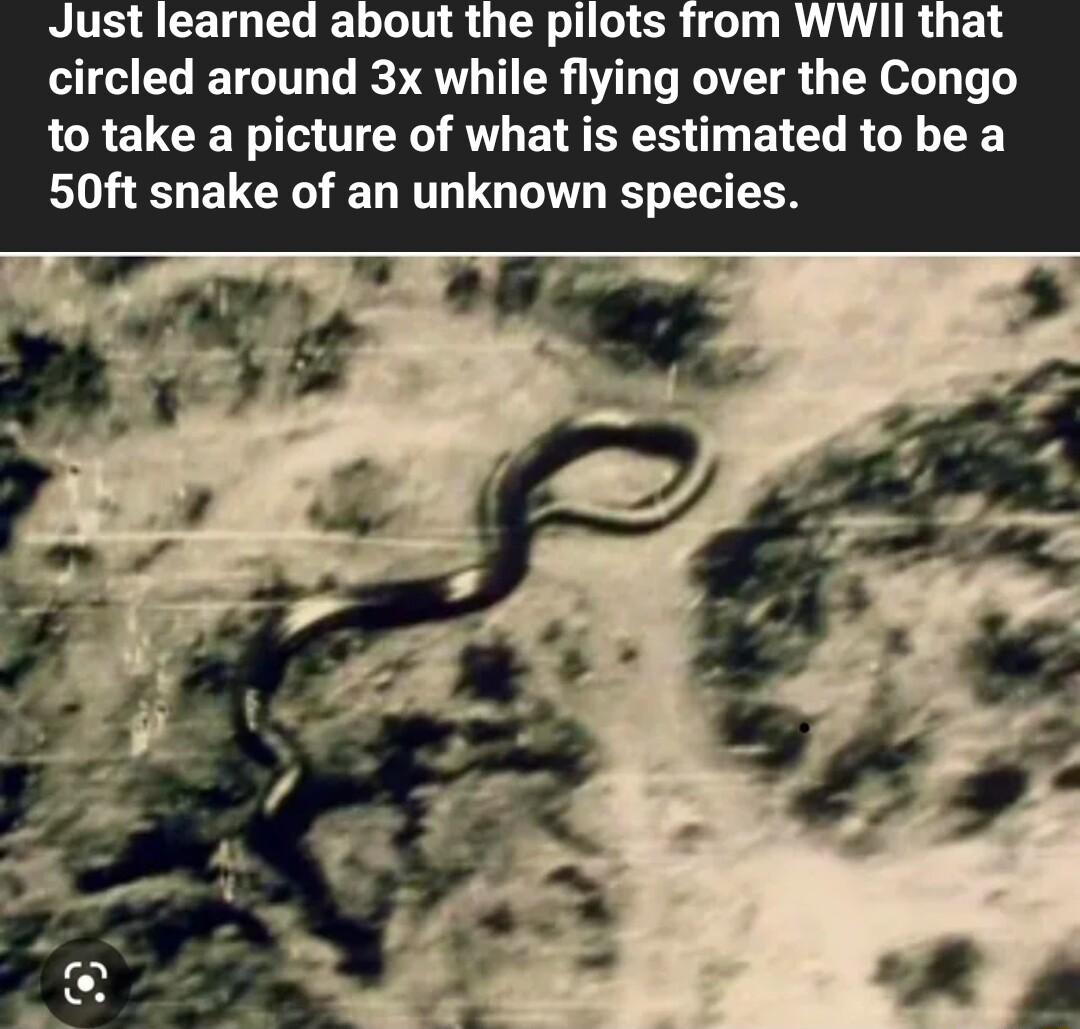 Just learned about the pilots from WWII that circled around 3x while flying over the Congo to take a picture of what is estimated to be a 50ft snake of an unknown species