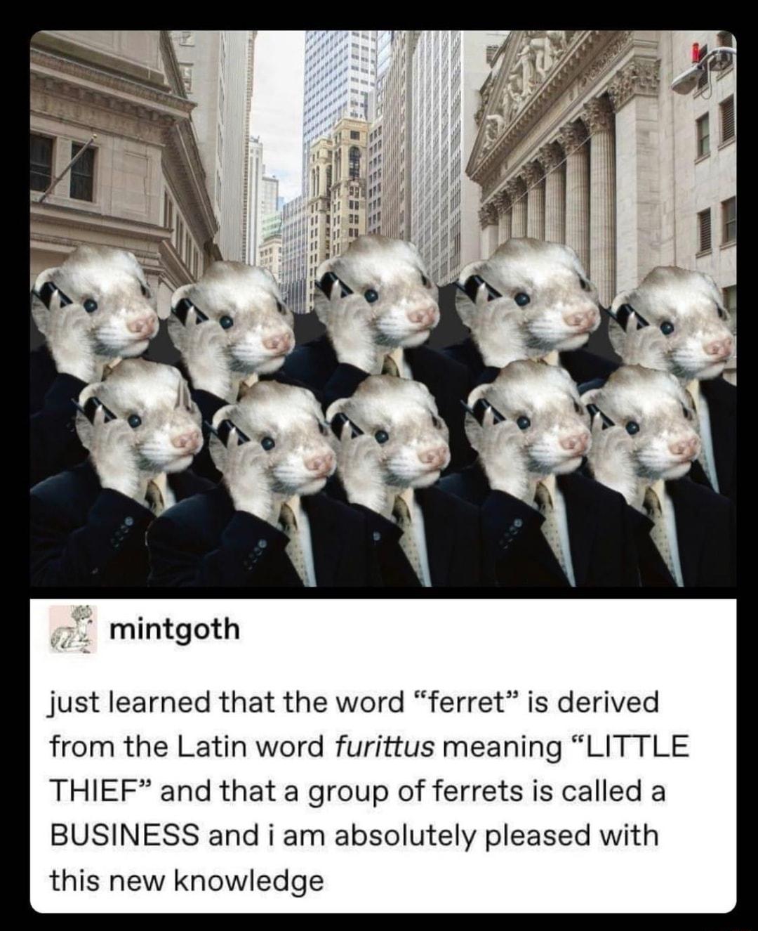 mintgoth just learned that the word ferret is derived from the Latin word furittus meaning LITTLE THIEF and that a group of ferrets is called a BUSINESS and i am absolutely pleased with this new knowledge