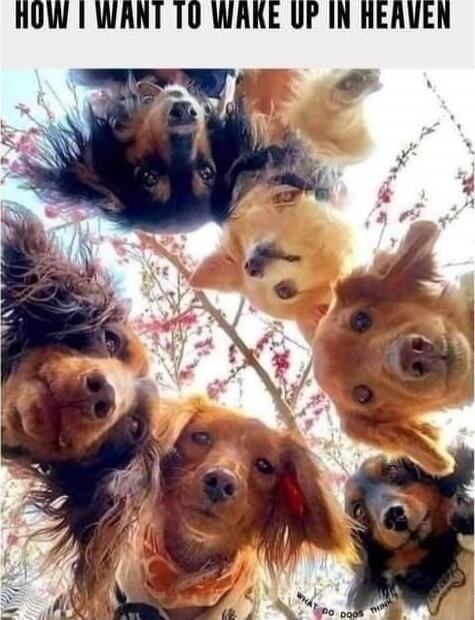 HOW I WANT TO WAKE UP IN HEAVEN