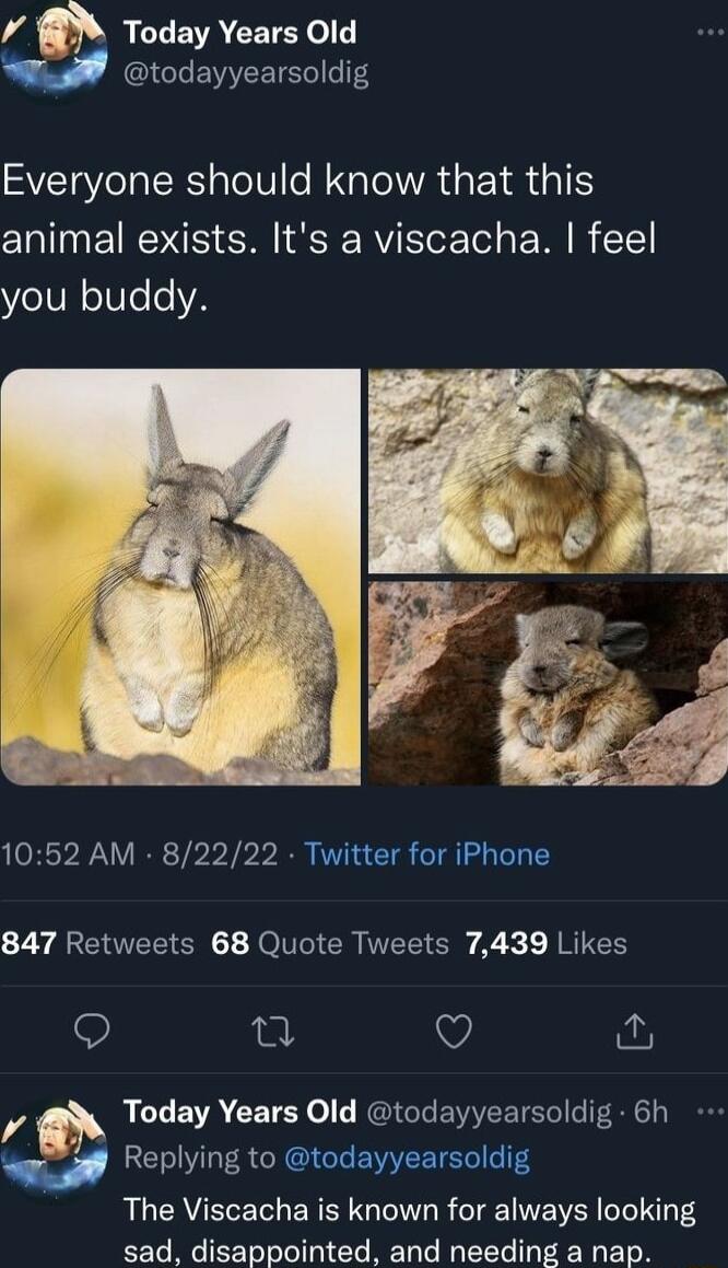 RCLEVACETE o u todayyearsoldig Everyone should know that this animal exists Its a viscacha feel you buddy 1052 AM 82222 Twitter for iPhone 847 Retweets 68 Quote Tweets 7439 Likes e Q RCLEVA CETET ol RIS EERTEC S Cl u Replying to todayyearsoldig The Viscacha is known for always looking sad disappointed and needing a nap