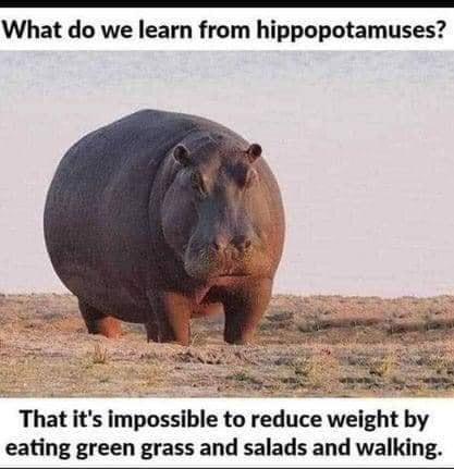 What do we learn from hippopotamuses That its impossible to reduce welght by eating green grass and salads and walking