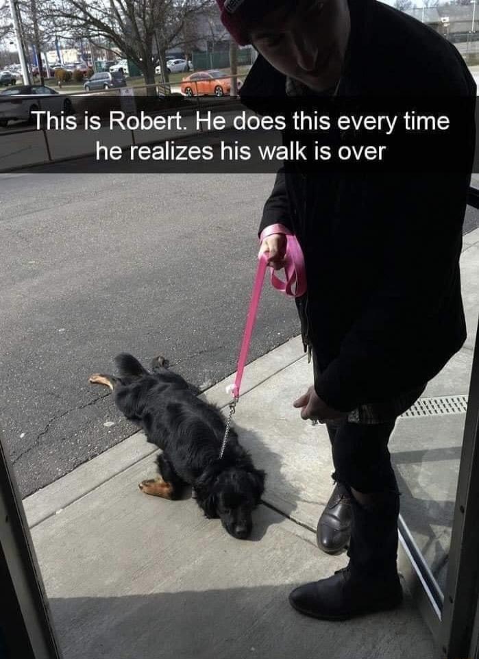 K Y m 1 2 i s This is Robert He does this every time he realizes his walk is over