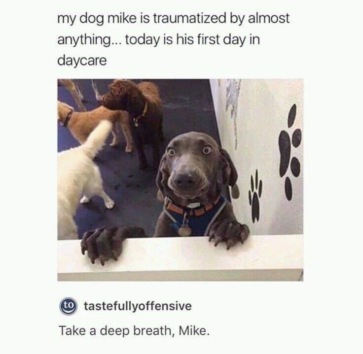 my dog mike is traumatized by almost anything today is his first day in daycare tastefullyoffensive Take a deep breath Mike