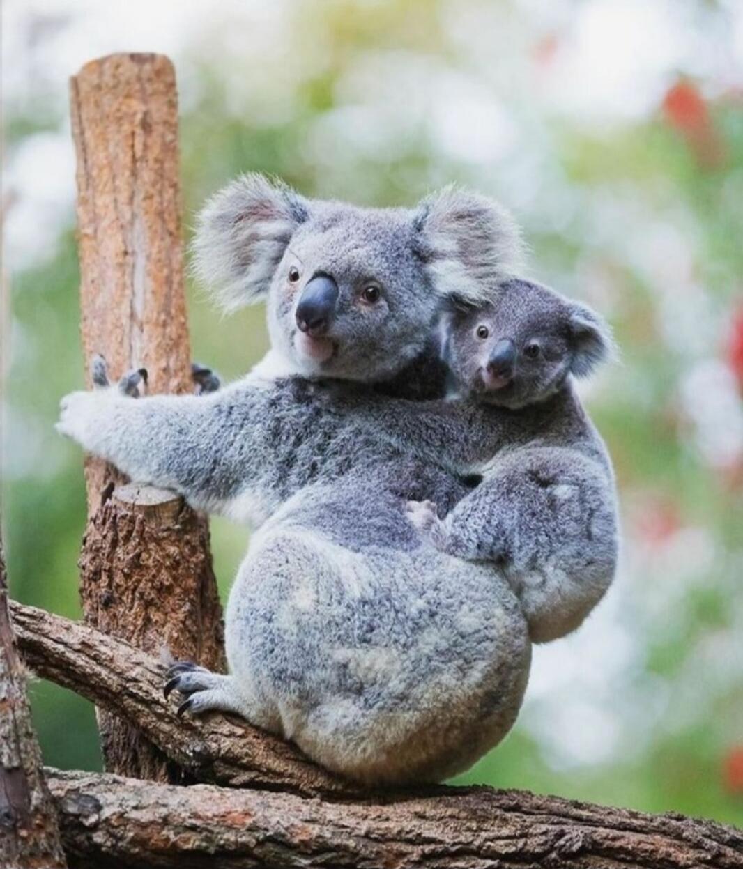Two koalas cuddling on a tree.