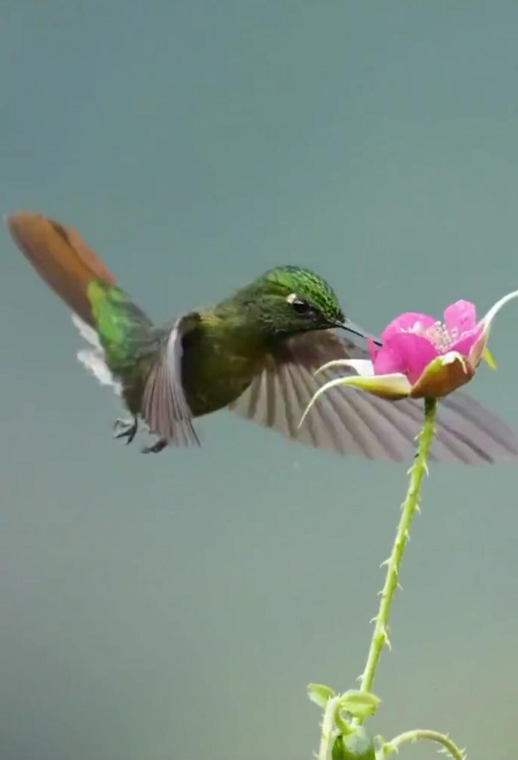 A green hummingbird flying toward a pink flower.