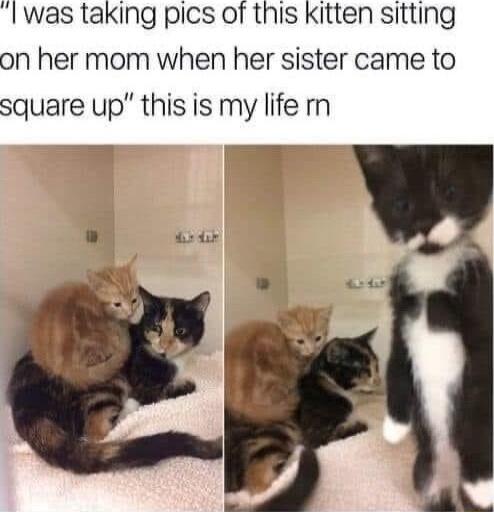 l was taking pics of this Kitten sitting on her mom when her sister came to square up this is my life r