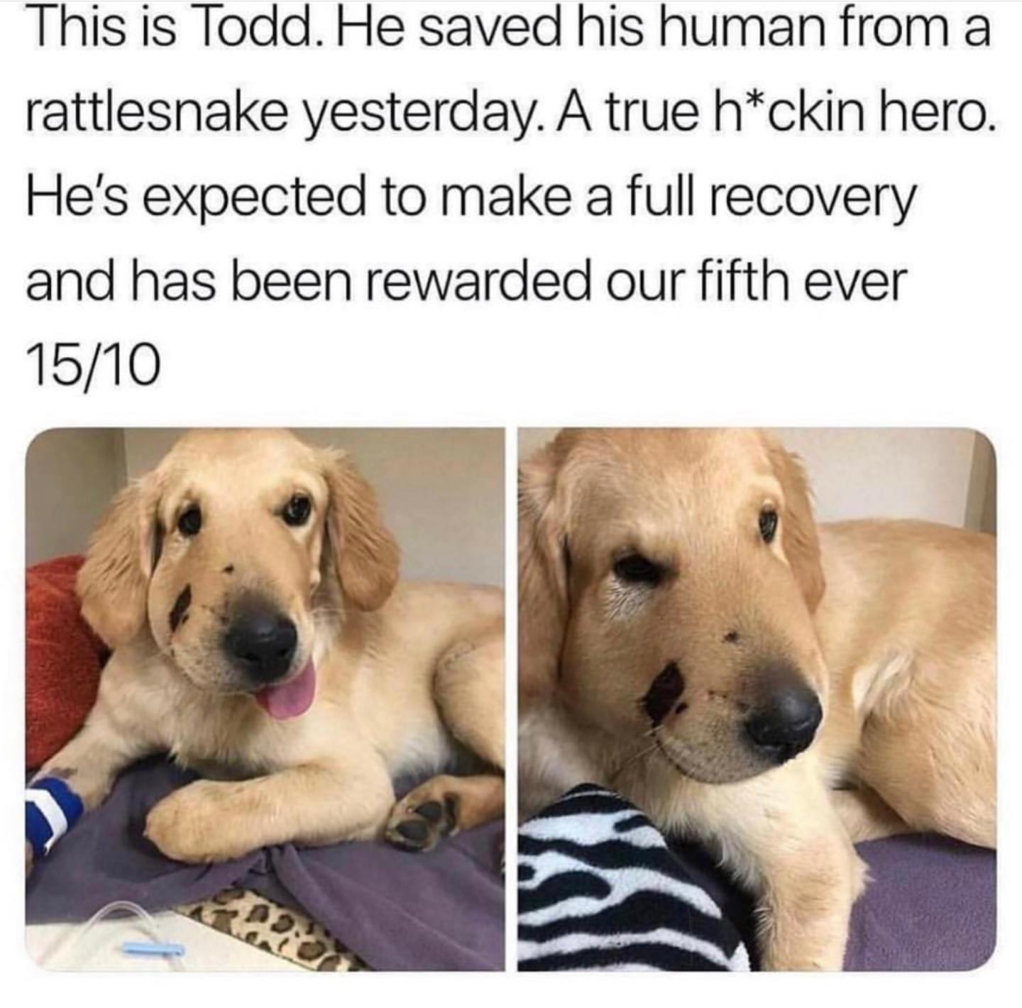 This is Todd He saved his human from a rattlesnake yesterday A true hckin hero Hes expected to make a full recovery and has been rewarded our fifth ever 1510