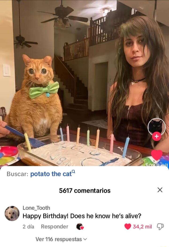 I car potato the cat 5617 comentarios Lone_Tooth Happy Birthday Does he know hes alive 2dia Responder Ver 116 respuestas