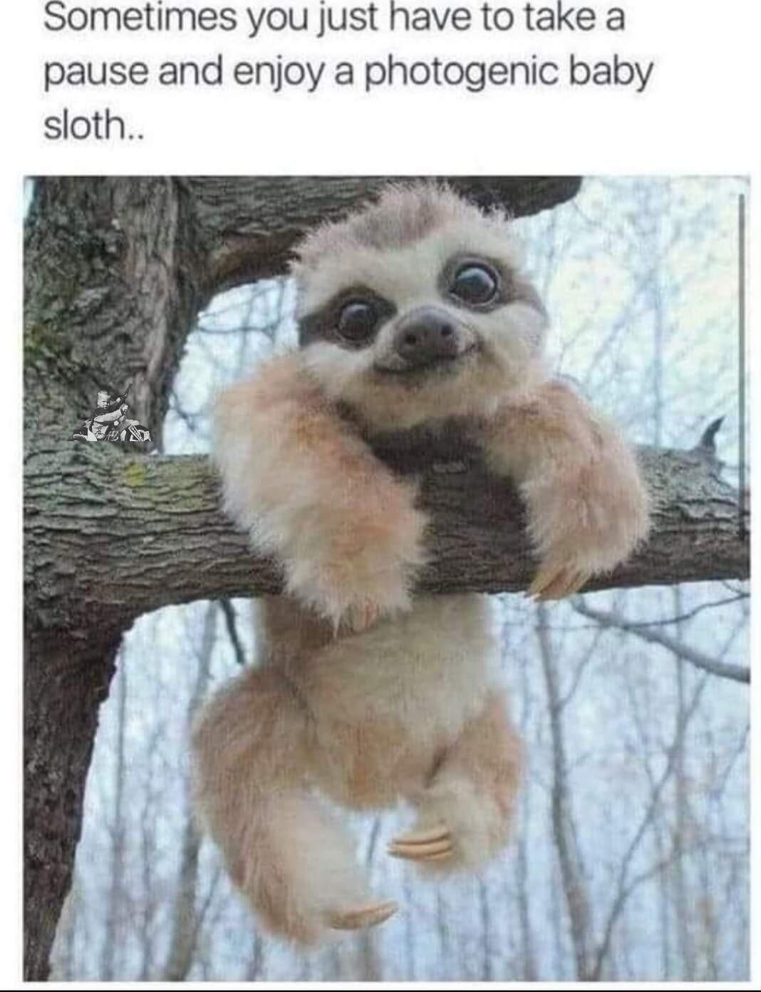 Sometimes you just have to take a pause and enjoy a photogenic baby sloth
