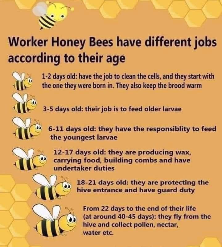o N A S Worker Honey Bees have different jobs according to their age V2 1 2 days old have the job to clean the cells and they start with 15 the one they were born in They also keep the brood warm WO 3 5 days old their job is to feed older larvae G 6 11 days old they have the responsiblity to feed the youngest larvae y 12 17 days old they are producing wax carrying food building combs and have unde