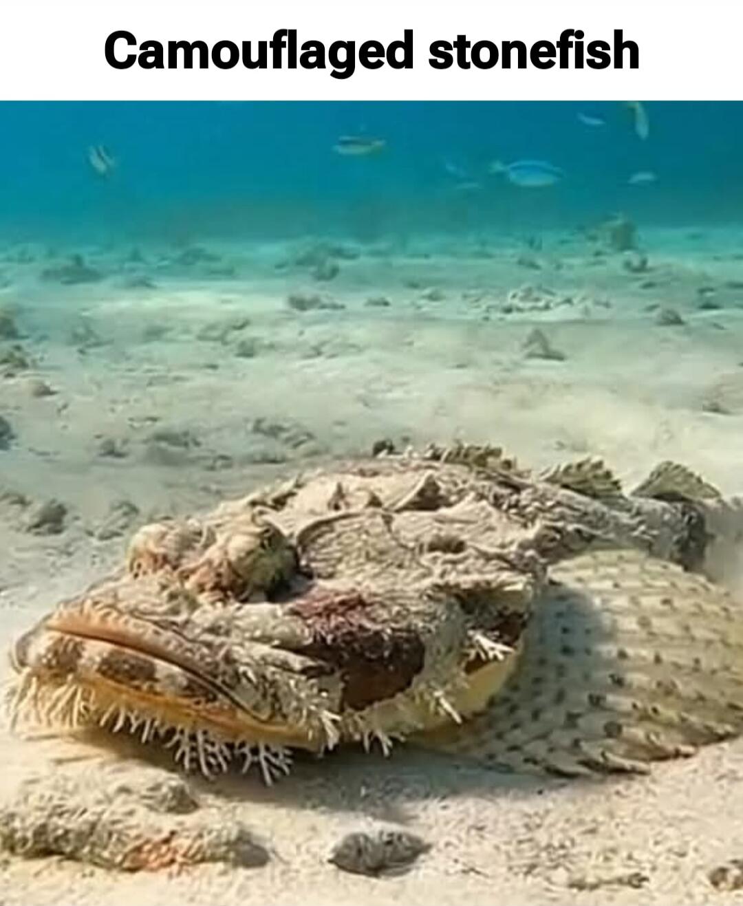 Camouflaged stonefish