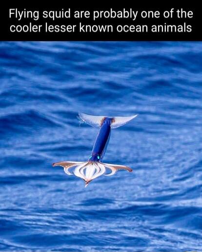 Flying squid are probably one of the TT ST WO IoE I TN E
