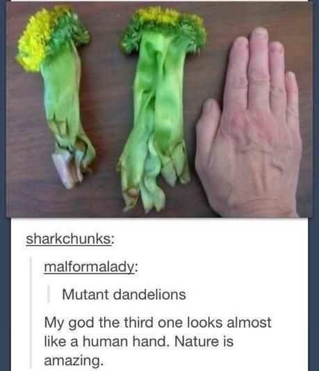 sharkchunks malformalady tant dandelions My god the third one looks almost like a human hand Nature is amazing