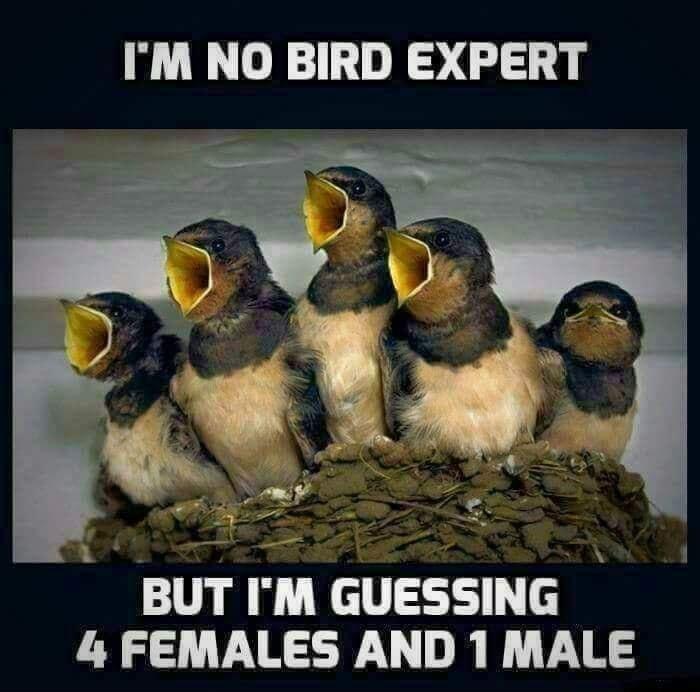 IM NO BIRD EXPERT 1 4 FEMALES AND 1 MALE