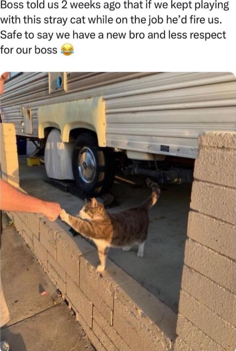 Boss told us 2 weeks ago that it we kept playing with this stray cat while on the job hed fire us Safe to say we have a new bro and less respect or our boss 2