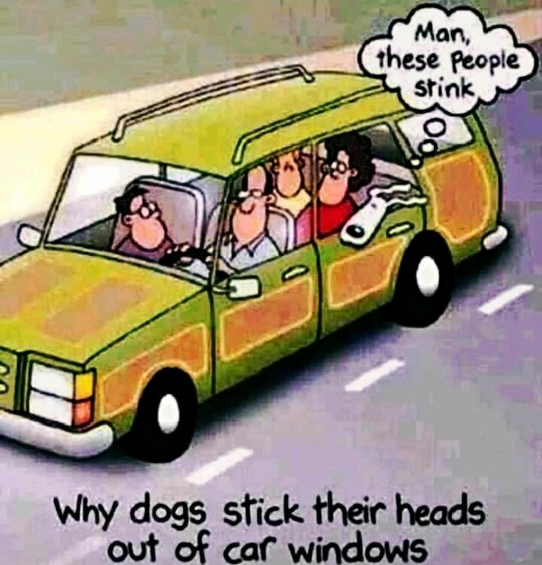 Why dogs stick their heads out of car windows\nMan, these people stink