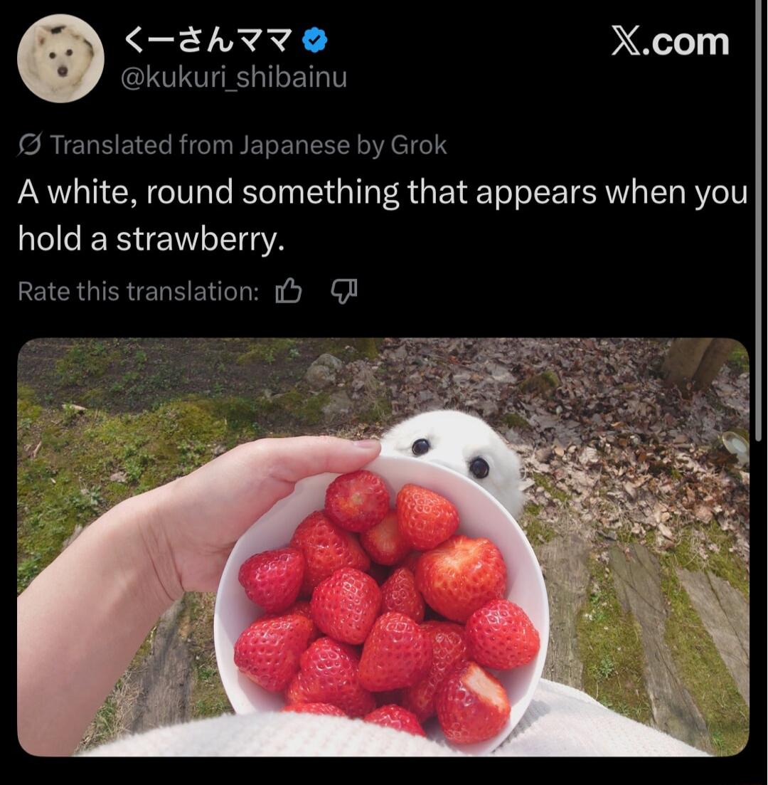 X.com Translated from Japanese by Grok A white, round something that appears when you hold a strawberry. Rate this translation: くーさんママ @kukuri_shibainu