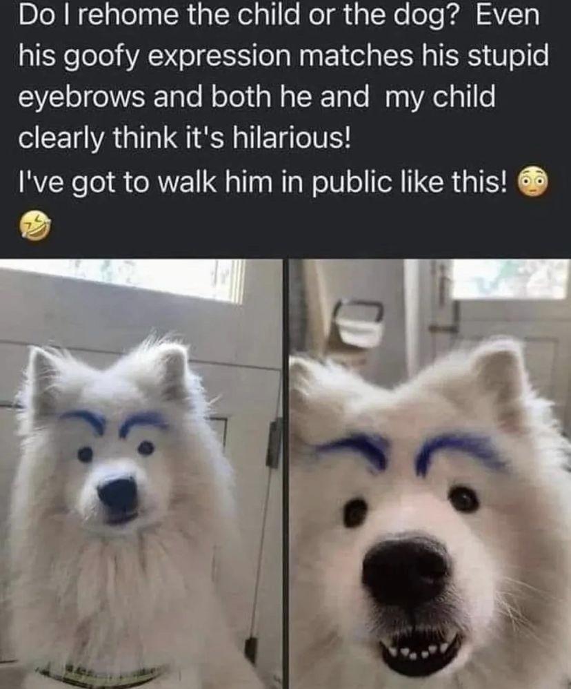 DIoR NlqlelpalRialNelgllo HolghalNe eTo Kol 2VTy his goofy expression matches his stupid eyebrows and both he and my child clearly think its hilarious Ive got to walk him in public like this