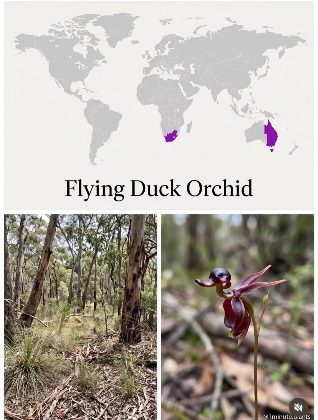 Flying Duck Orchid