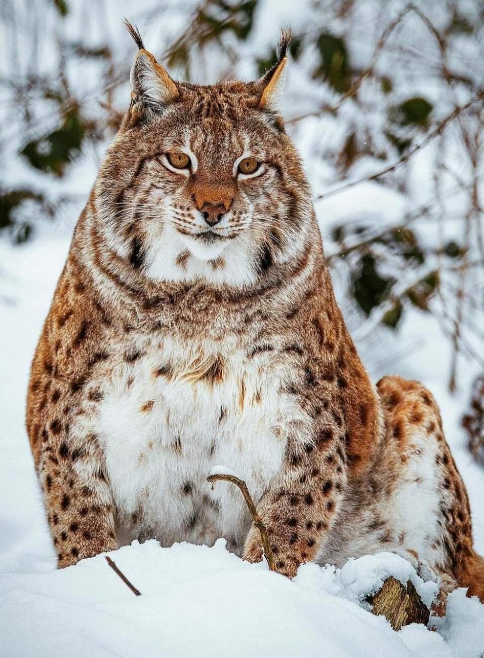A Eurasian lynx sitting in the snow.