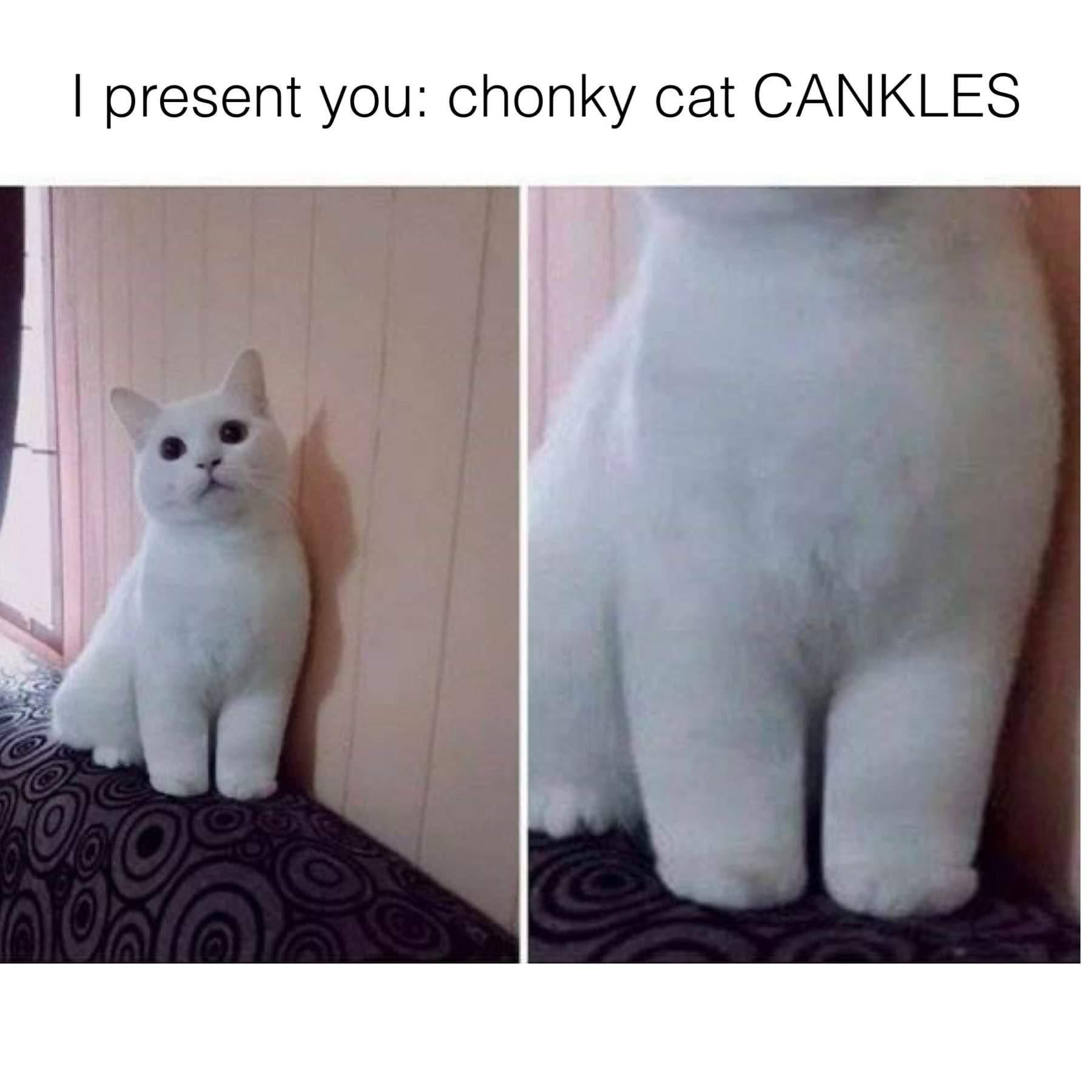 present you chonky cat CANKLES