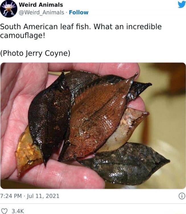 South American leaf fish. What an incredible camouflage! (Photo Jerry Coyne)