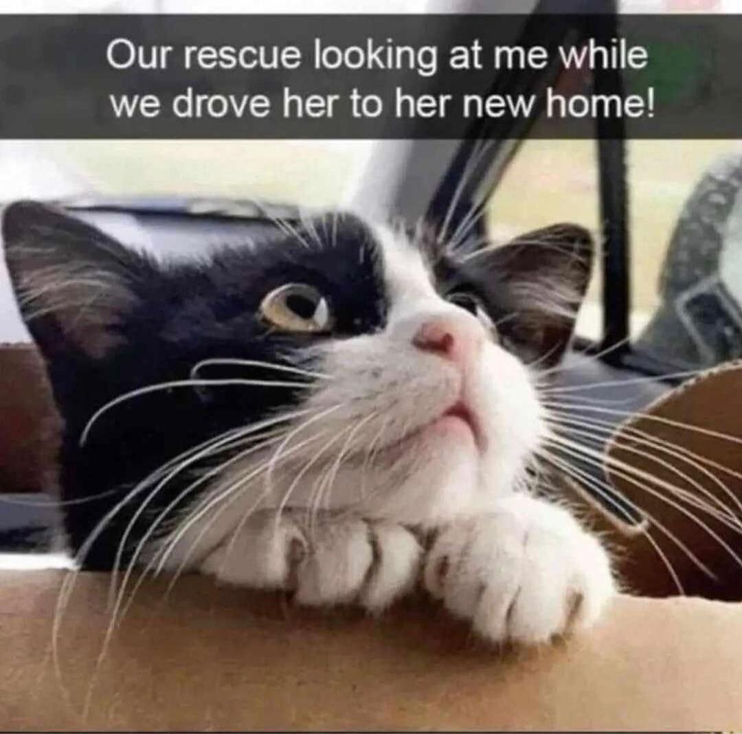 Our rescue looking at me while we drove her to her new home