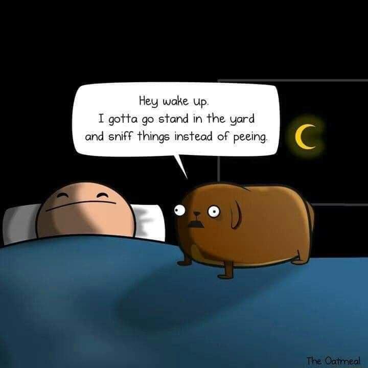 Hey wake up T gotta go stand in the yard and sniff things instead of peeing