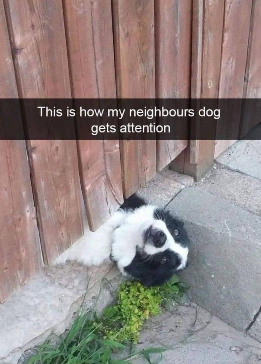 This is how my neighbours dog gets attention i