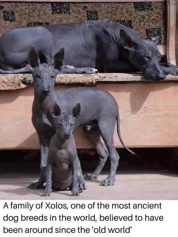 A family of Xolos one of the most ancient dog breeds in the world believed to have been around since the old world