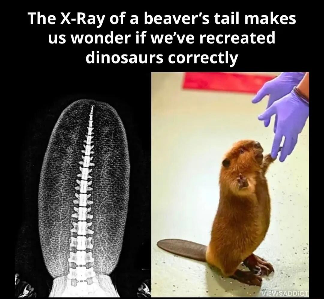 The X-Ray of a beaver's tail makes us wonder if we've recreated dinosaurs correctly