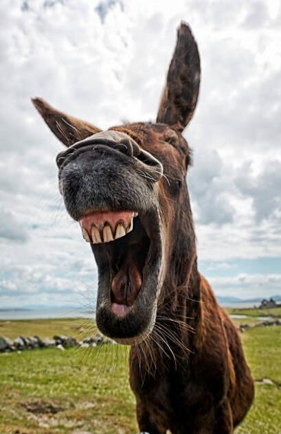 A close-up, low-angle shot of a donkey with its mouth wide open, showing its teeth, as if laughing or braying. The donkey has brown fur and long ears. The background features a cloudy sky, a green field, and a body of water in the distance.