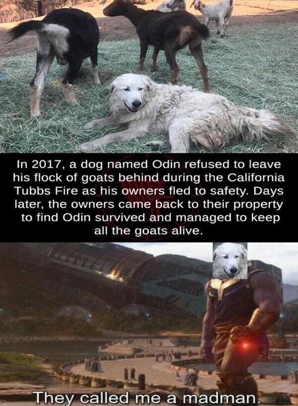 05 WA e LT RGN T NeTe W VET T RGREEIVEY his flock of goats behind during the California Tubbs Fire as his owners fled to safety Days later the owners came back to their property to find Odin survived and managed to keep all the goats alive T 3V7 calledme madman 1