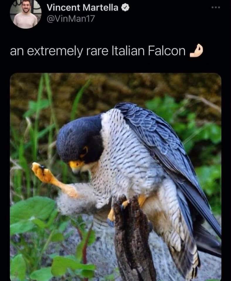 1 L LTI VETSEIER VL LYY an extremely rare Italian Falcon 4