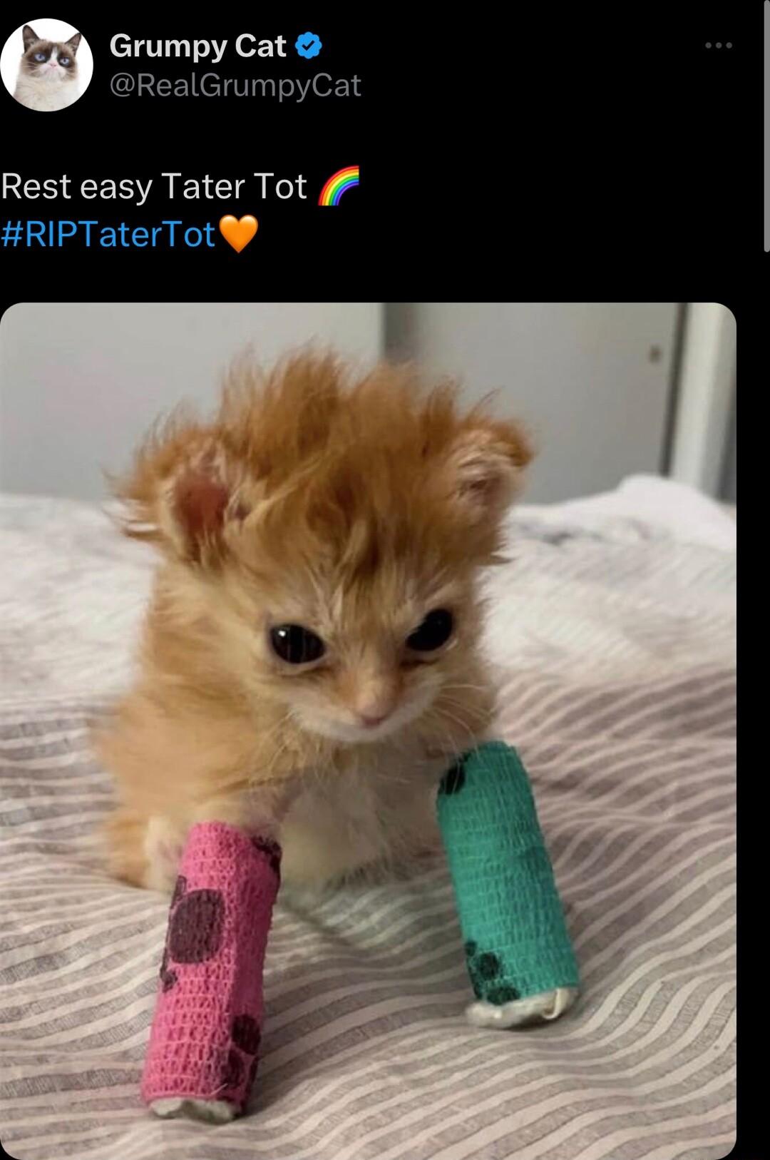 Grumpy Cat G umpy Rest easy Tater Tot f L 4