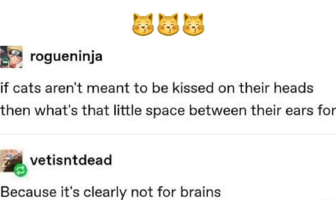 rogueninja if cats arent meant to be kissed on their heads then whats that little space between their ears for vetisntdead Because its clearly not for brains