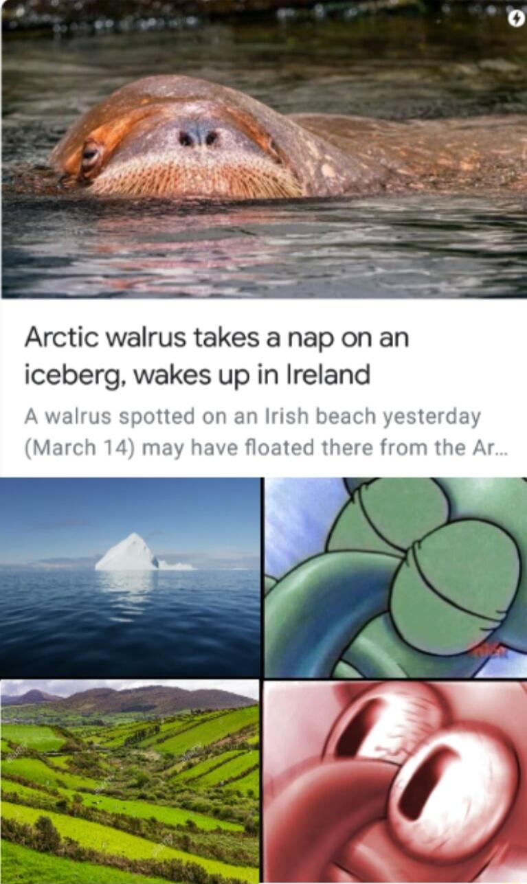 Arctic walrus takes a nap on an iceberg wakes up in Ireland alrus sg 1 Irish beach yesterd from t