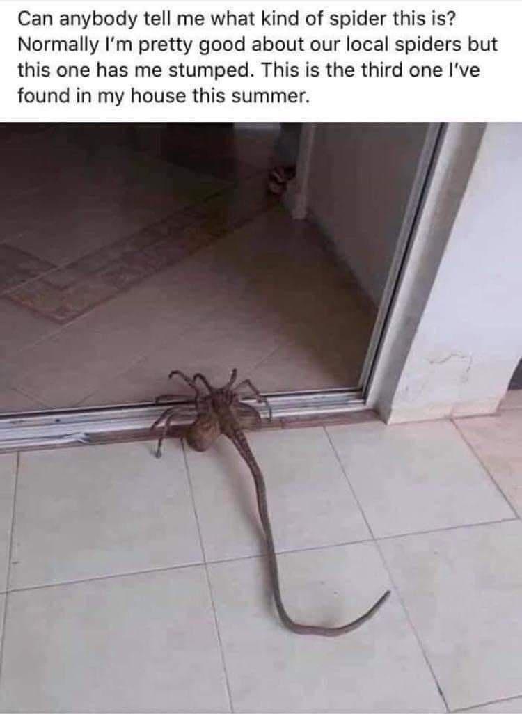 Can anybody tell me what kind of spider this is Normally Im pretty good about our local spiders but this one has me stumped This is the third one Ive found in my house this summer