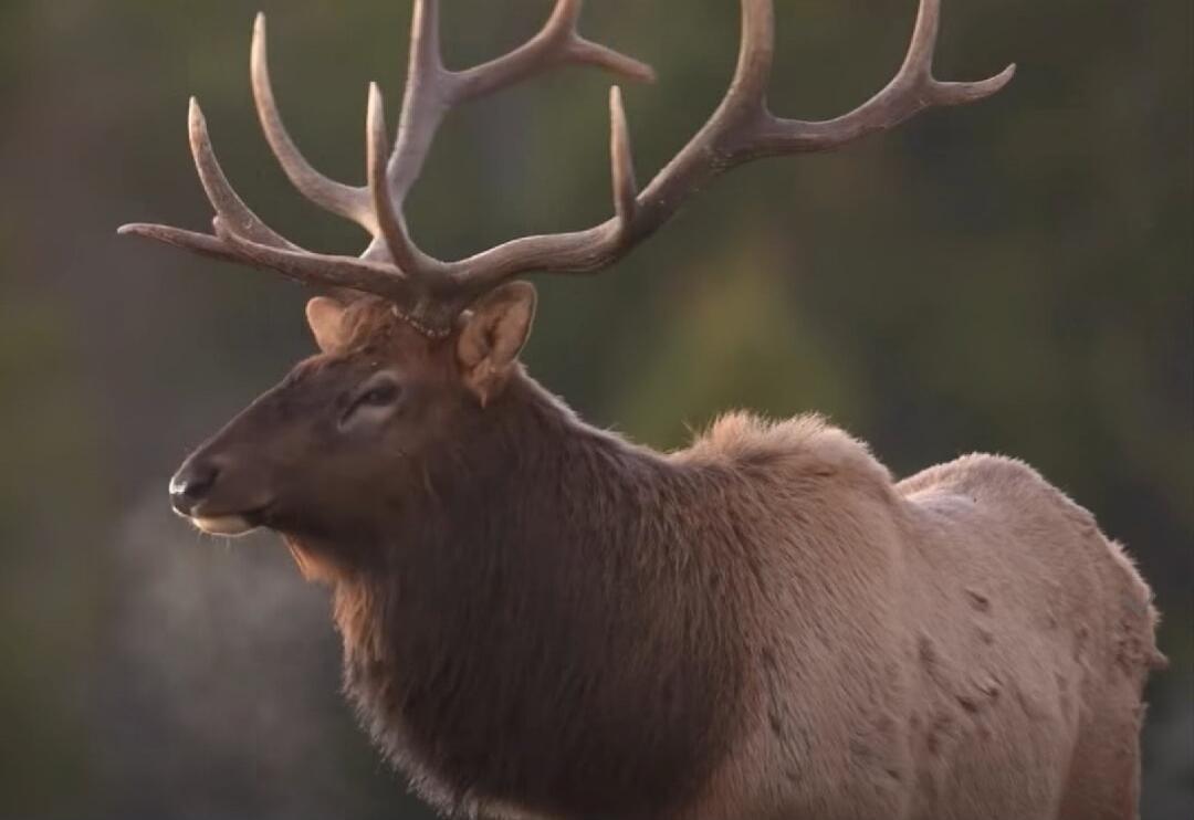 Elk with large antlers standing in a natural habitat.