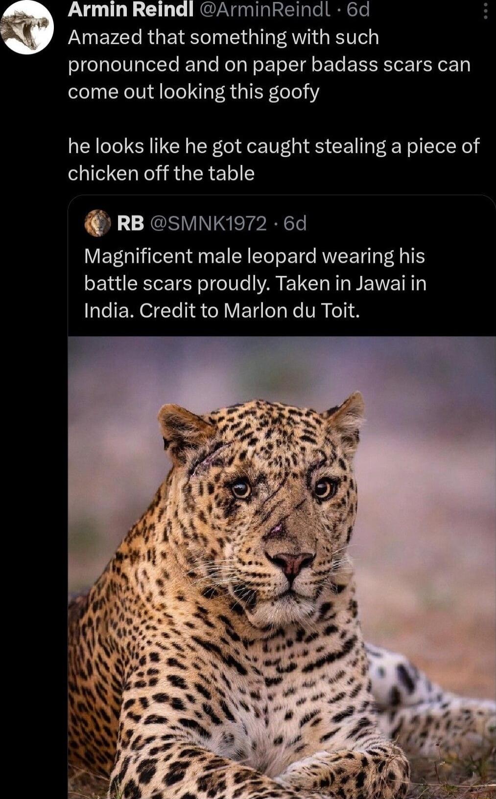 FANEVAT R GETEL TN G T AT GRS Ve pronounced and on paper badass scars can come out looking this goofy Armin Reindl ArminReindl 6d he looks like he got caught stealing a piece of chicken off the table RB sMNK1972 6d Magnificent male leopard wearing his battle scars proudly Taken in Jawai in India Credit to Marlon du Toit