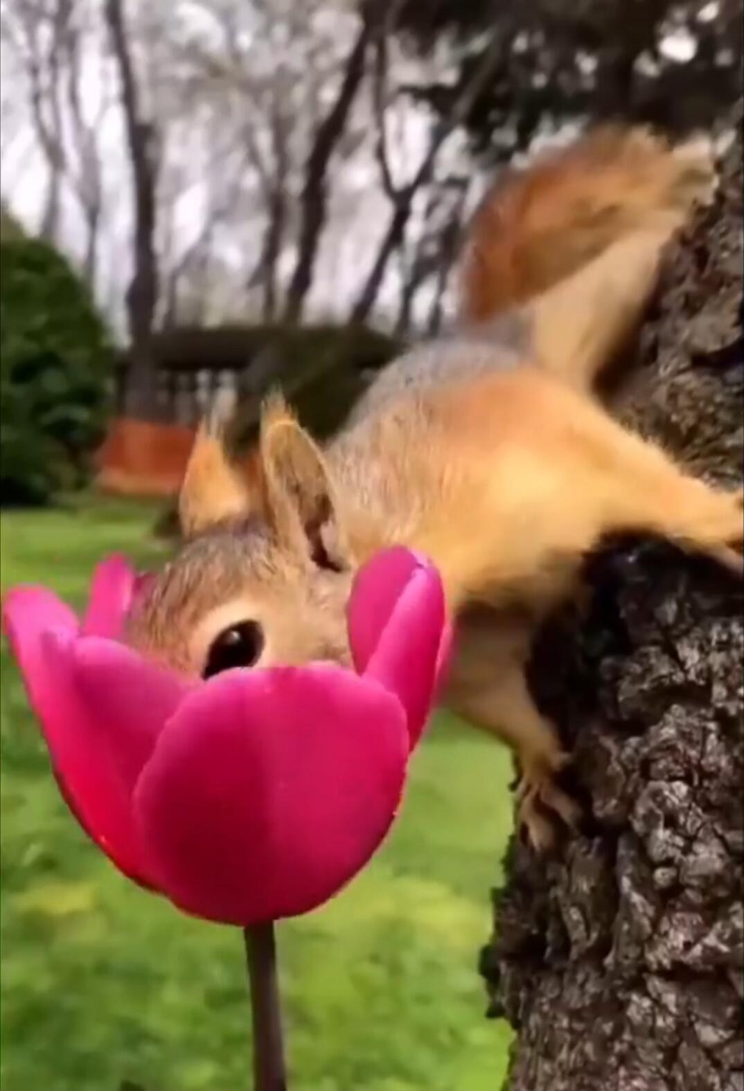 A squirrel near a pink flower (tulip) on a tree, in a garden setting.