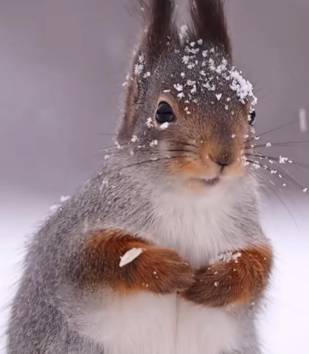 A cute squirrel in the snow.