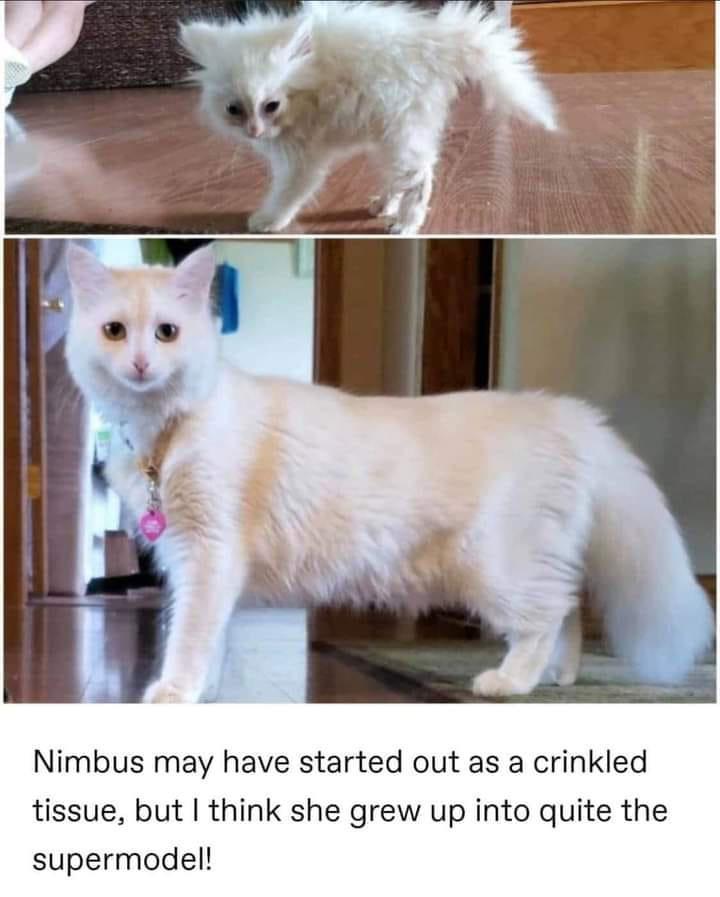 Nimbus may have started out as a crinkled tissue but think she grew up into quite the supermodel